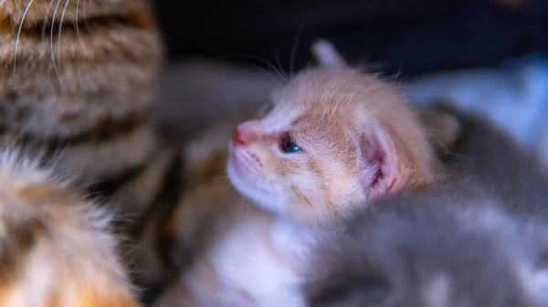 Diğer Kedilerle Birlikte Küçük Pembe Bir Kedi Yavrusunun Seçici Odağı — Stok fotoğraf