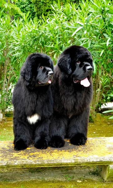 A vertical closeup of two Newfoundland dogs outdoors.