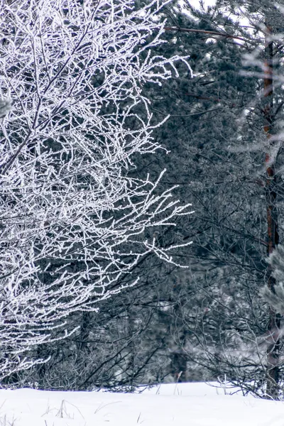 Een Verticaal Schot Van Bevroren Boomtakken Winterachtergrond — Stockfoto