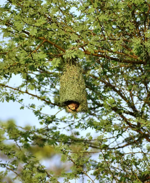 巣の中にあるホラブの黄金の織工の像がインドのバブールの木にかかっている プロケウス クサントス — ストック写真