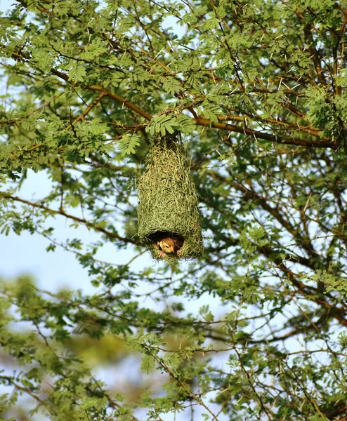 Una Imagen Del Tejedor Dorado Holub Dentro Nido Colgado Árbol — Foto de Stock