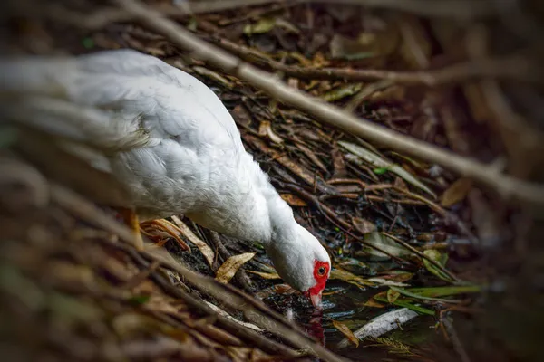 Seletivo Pato Moscovo Cairina Moschata Água Potável — Fotografia de Stock