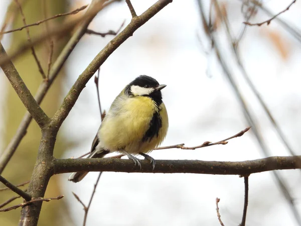 Selective Focus Great Tit Bird Perching Tree Branch — 스톡 사진