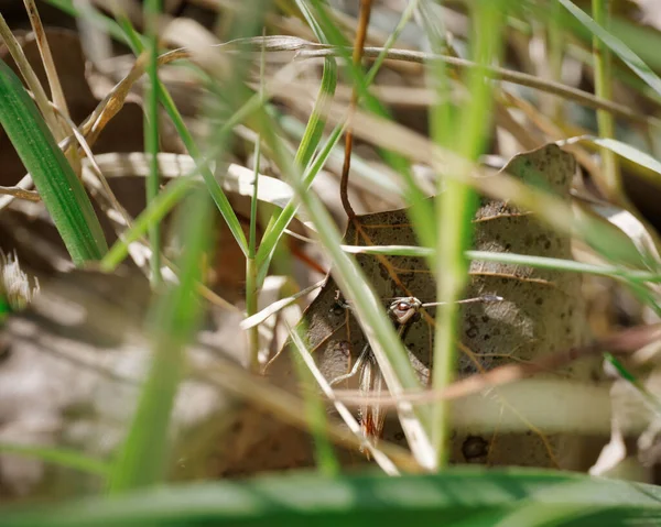 Ένα Κοντινό Πλάνο Ενός Θάμνου Κρίκετ Tettigoniidae Ένα Ωραίο Κήπο — Φωτογραφία Αρχείου