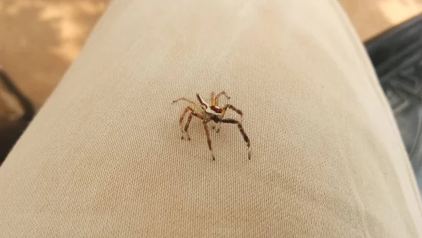 Nahaufnahme Einer Großen Spinne Auf Beigem Stoff — Stockfoto