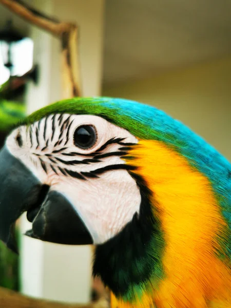 Zbliżenie Niebiesko Żółtej Papugi Pleneru Tarasie — Zdjęcie stockowe