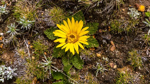 Primer Plano Una Sola Flor Amarilla Campo —  Fotos de Stock