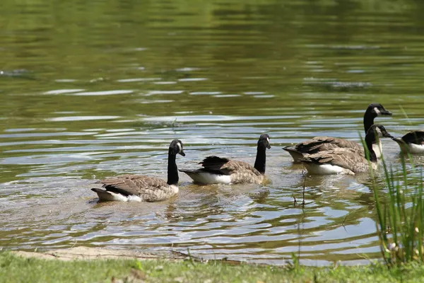 Ein Schwarm Kanadagänse Auf Einem — Stockfoto