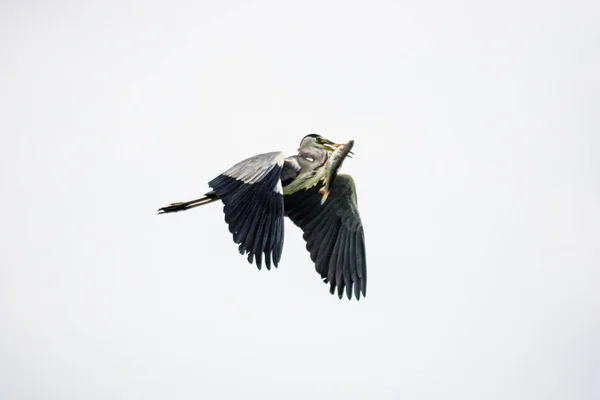 Héron Gris Volant Dans Ciel Avec Une Prise Dans Bouche — Photo