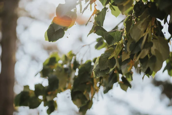 Hermoso Fondo Hojas Verdes Árboles Frescos Bajo Luz Del Sol — Foto de Stock