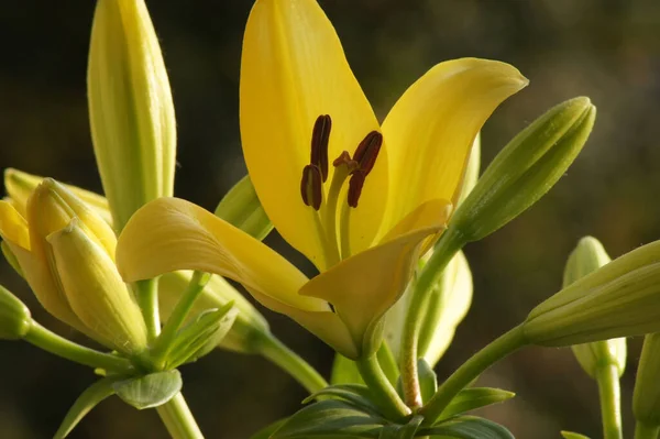 Primer Plano Flores Lirio Amarillo Para Papel Pintado Fondo — Foto de Stock