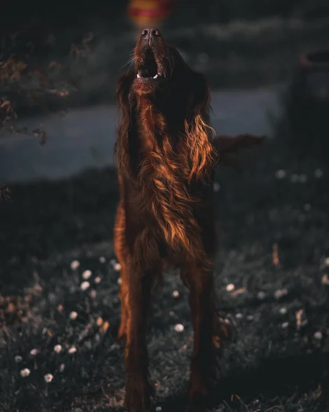 Söt Brun Irish Setter Hund Park — Stockfoto