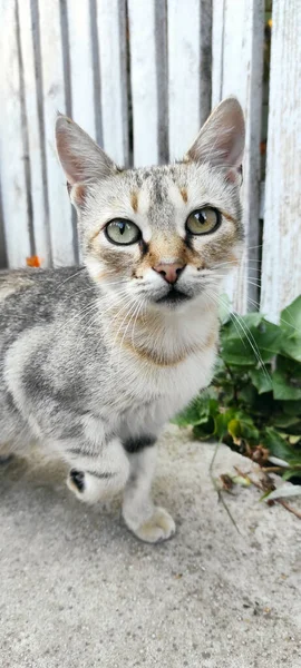 目が大きい可愛い野良猫のクローズアップ — ストック写真