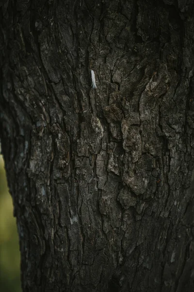 Güneş Işığı Altında Eski Ağaç Gövdesi Dokusunun Güzel Dikey Arkaplanı — Stok fotoğraf