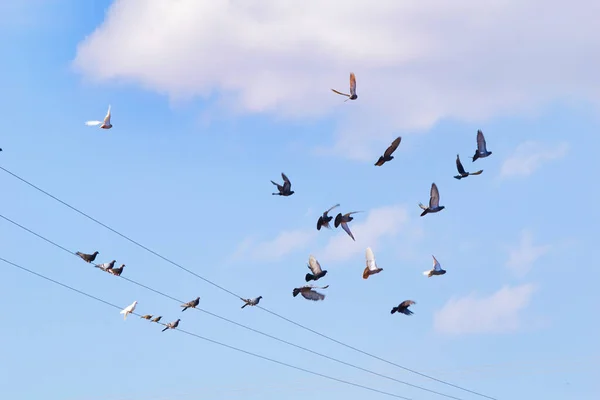 Uma Bela Foto Pássaros Starling Voando Céu Azul — Fotografia de Stock