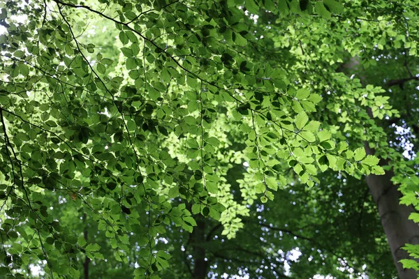 Close Folhas Verdes Uma Árvore Para Papel Parede Fundo — Fotografia de Stock