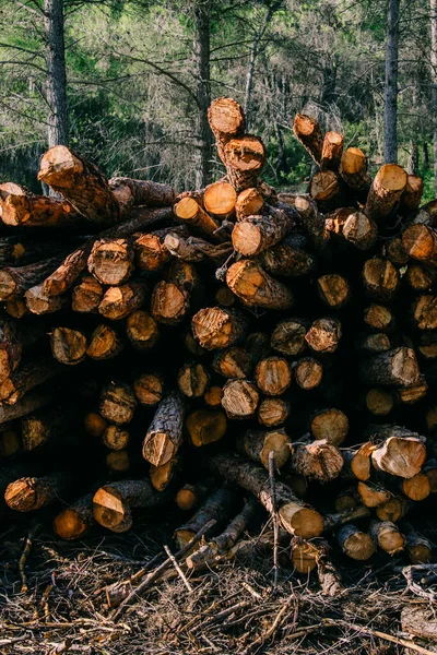 Stack Wood Logs Forest — Stock Photo, Image