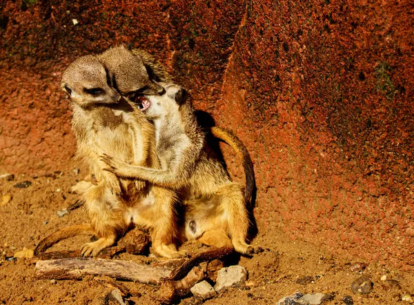 Een Close Shot Van Mangoesten — Stockfoto