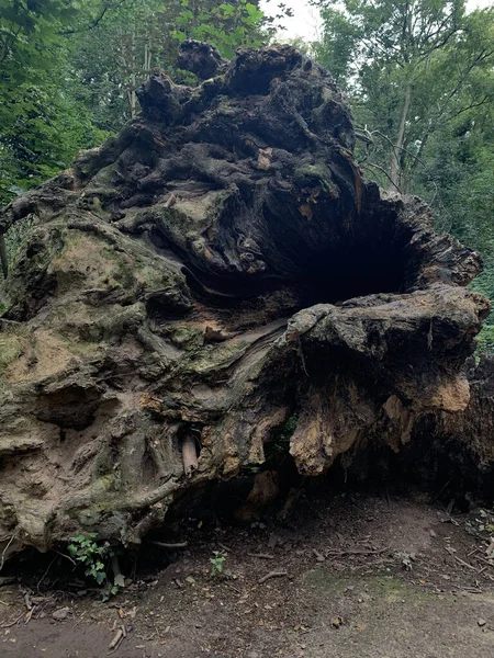 Énorme Tronc Sec Arbre Tombé Dans Forêt Hanau Allemagne — Photo