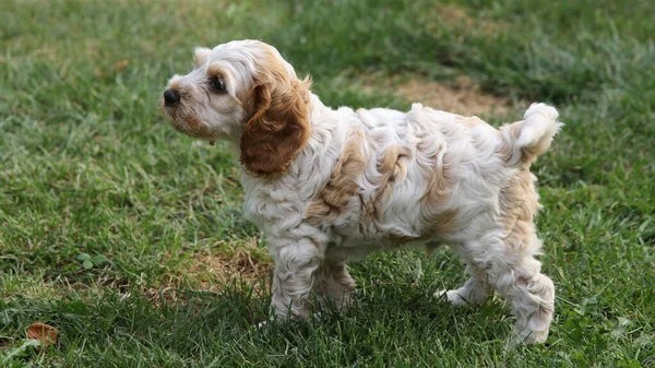 Adorabile Cocker Inglese Spaniel Cucciolo Piedi Sull Erba Nel Parco — Foto Stock