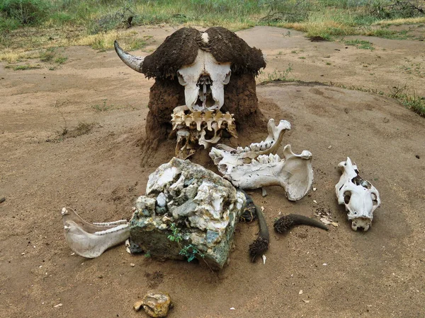An eerie scenery of a skull of an African buffalo in Serengeti, Africa