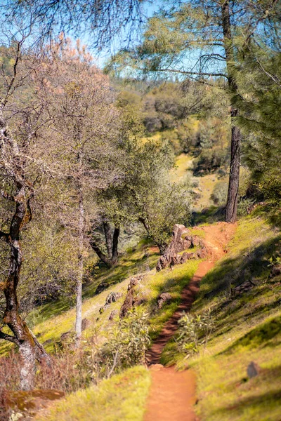 Colpo Verticale Uno Stretto Sentiero Attraverso Foresta Sotto Cielo Blu — Foto Stock