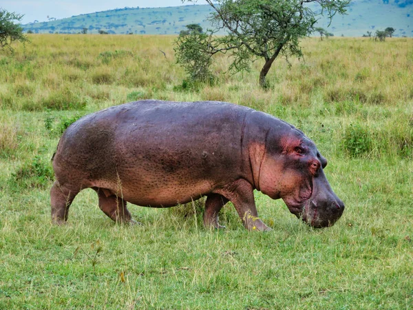 Enorm Flodhäst Som Vandrar Serengetis Ekosystem Afrika — Stockfoto