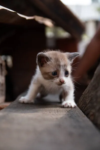 Korkmuş Bir Kedi Yavrusu Bir Şeye Bakıyor — Stok fotoğraf