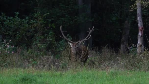 Schöne Rothirsche Wald — Stockvideo