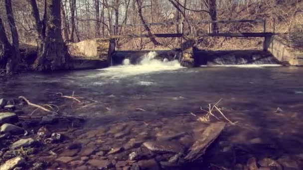 Річка Протікає Через Ліс Лісі — стокове відео