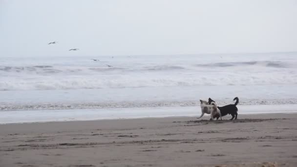 Hund Stranden — Stockvideo