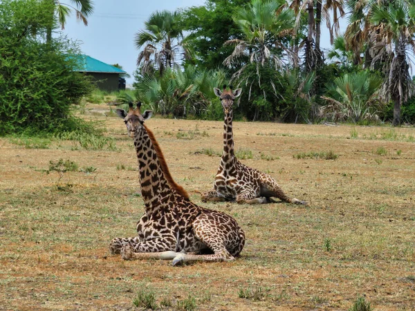 Two Beautiful Giraffes Resting Savannah Serengeti Africa — Stock Photo, Image