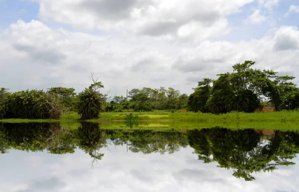 Una Hermosa Toma Reflejo Árboles Lago —  Fotos de Stock