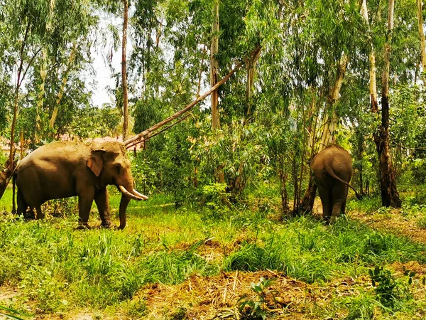 Два Слона Лесу Густой Растительностью Солнечный День — стоковое фото