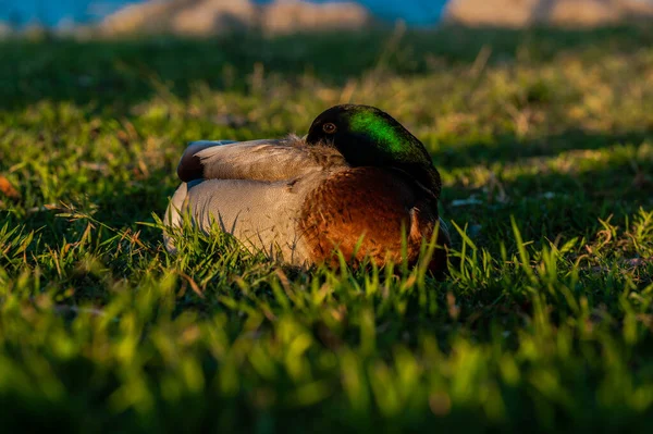 一只可爱的野鸭在阳光下在地面上的特写镜头 背景模糊不清 — 图库照片