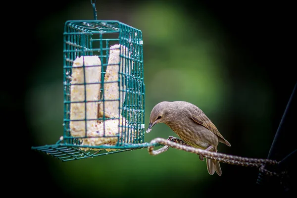 Concentration Sélective Oiseau Roux Commun Mangeant Dans Une Cage Alimentation — Photo
