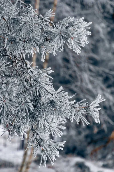 Fecho Vertical Dos Galhos Árvores Congeladas Fundo Inverno — Fotografia de Stock
