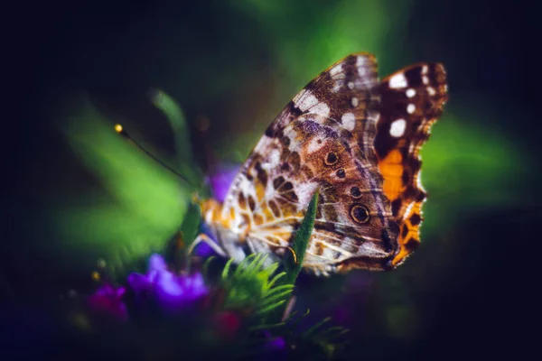 Closeup Shot Colorful Butterfly Purple Flowers — Stock Photo, Image