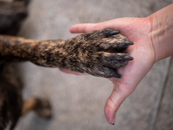 Die Nahaufnahme Einer Hundepfote Der Menschlichen Handfläche — Stockfoto