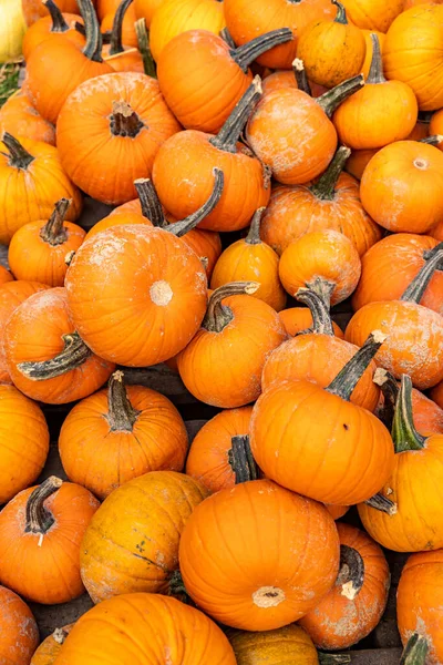 stock image A vertical shot of a heap of pumpkins on the market under the sunlight