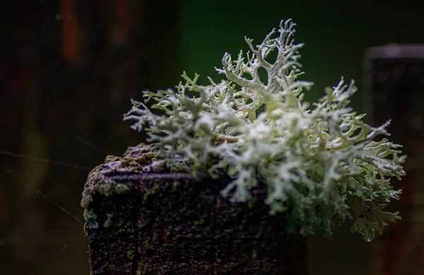 Detailní Záběr Cévnaté Rostliny — Stock fotografie