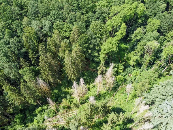 바이에른주 나무숲을 공중에서 내려다본 위기와 침엽수 — 스톡 사진