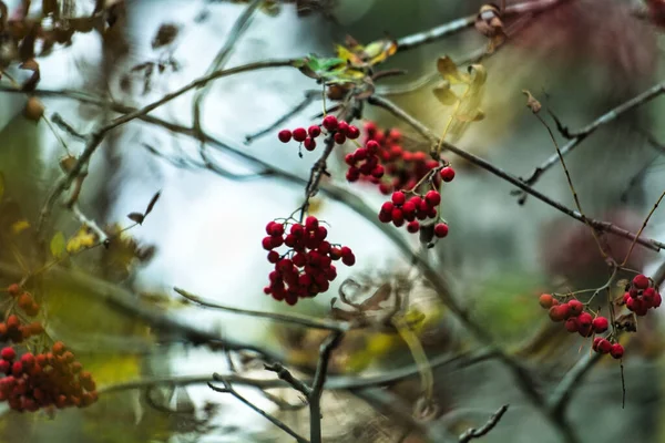 森の中に野生の果実を持つ木の枝の閉鎖 — ストック写真