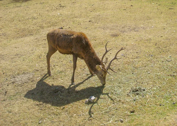 陽射しの下で野外で鹿の高角度ショット — ストック写真