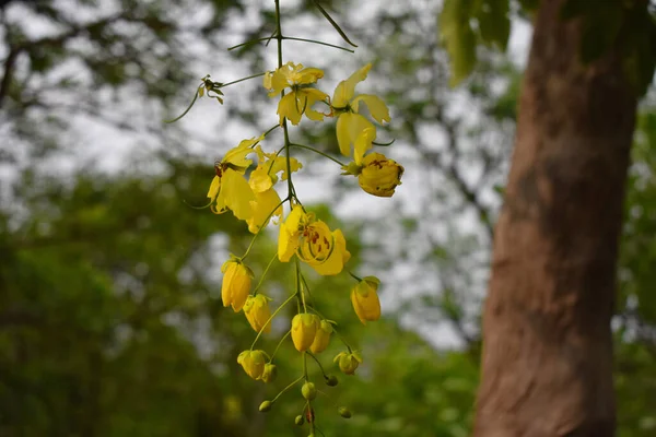 Une Belle Vue Rapprochée Plante Fleurs Jaune Cassia Fistula Sur — Photo