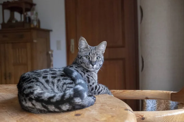 一只漂亮的萨凡纳猫坐在木制桌子上的特写镜头 — 图库照片