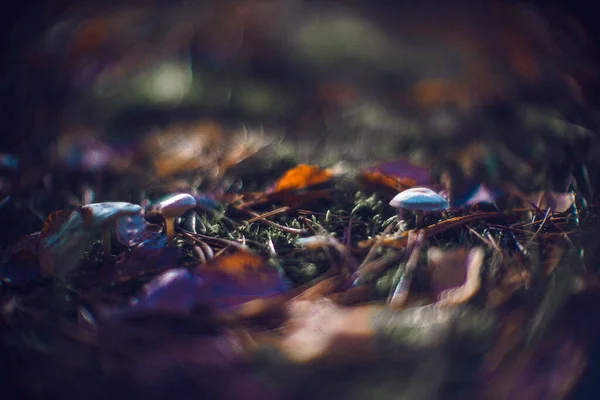 草上的干枯落叶和蘑菇特写 — 图库照片
