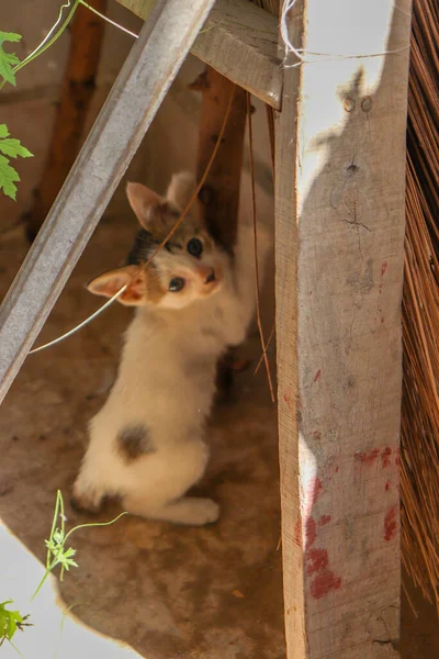 はしごの横に立ってかわいいアナトリア猫の美しい垂直ショット 猫愛好家のために — ストック写真