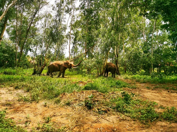 Les Deux Éléphants Dans Forêt Avec Une Végétation Dense Par — Photo