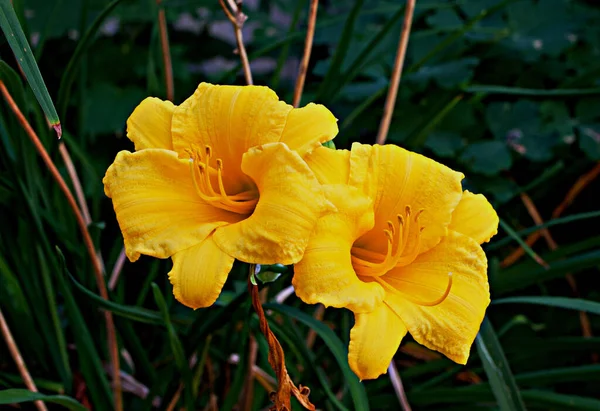 Eine Schöne Nahaufnahme Der Gelben Taglilie Mit Pflanzenblättern Hintergrund — Stockfoto